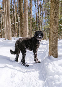 Dog standing on snow covered land