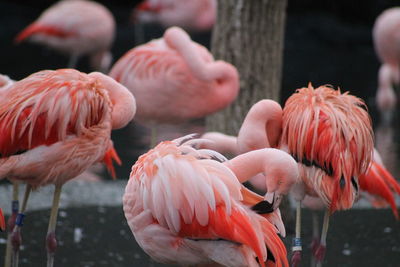 View of flamingos