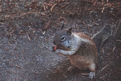 High angle view of squirrel eating field