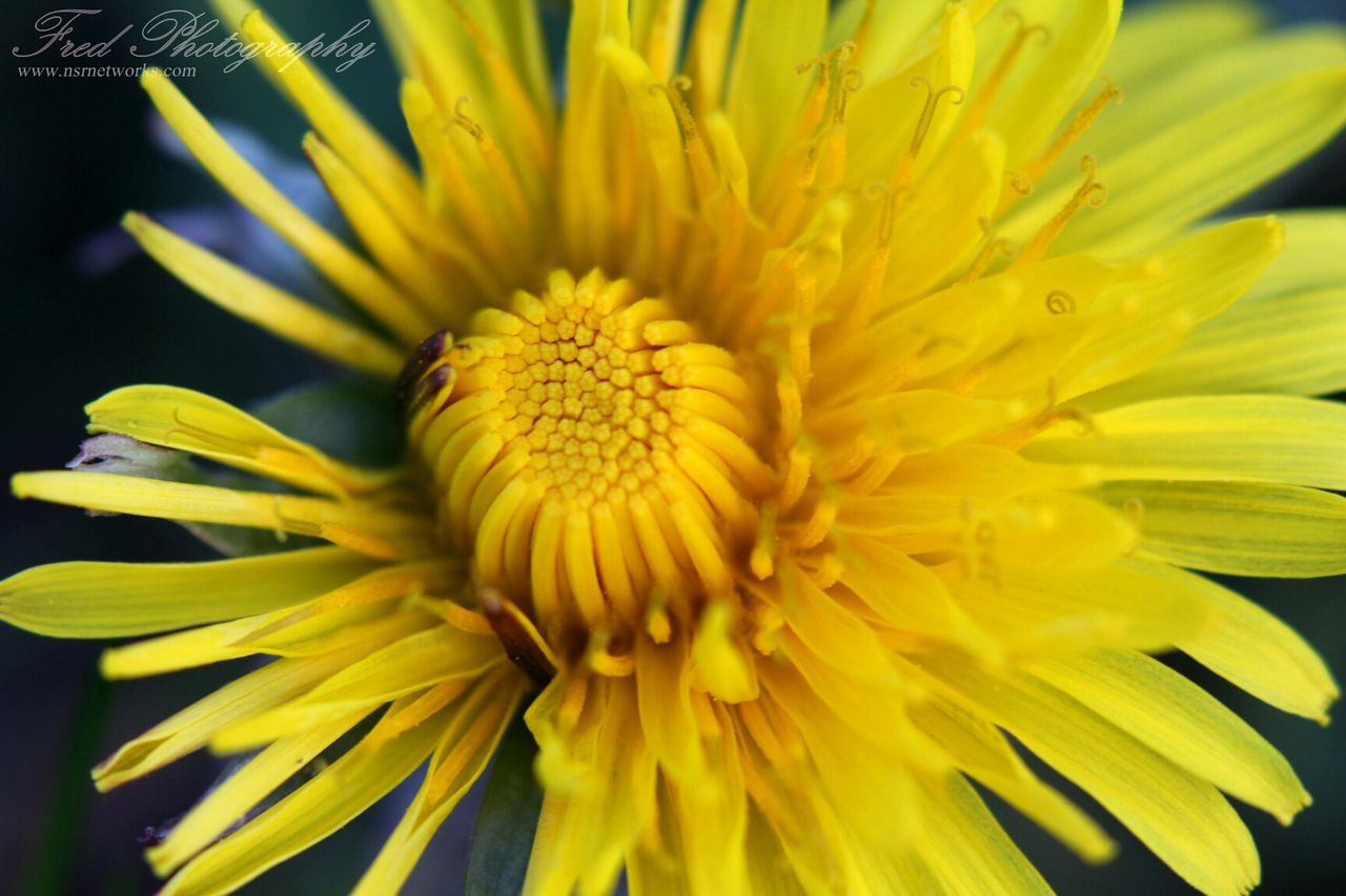 yellow, flower, freshness, petal, flower head, fragility, close-up, growth, beauty in nature, pollen, nature, single flower, blooming, sunflower, plant, focus on foreground, in bloom, no people, selective focus, outdoors