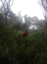 Red and trees in forest against sky