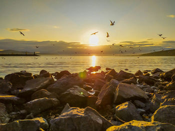 Birds flying over sea during sunset