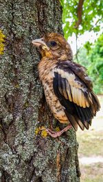 Close-up of bird perching on tree trunk