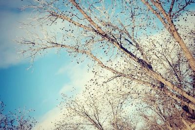 Low angle view of bare trees against sky