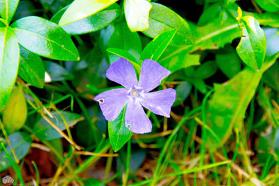 Close-up of iris blooming outdoors