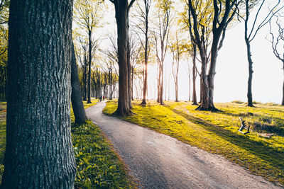 Road amidst trees in forest against sky