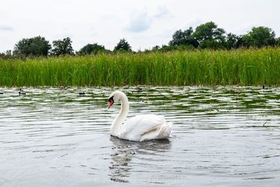 Swan floating on lake