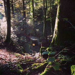 Plants and trees in forest