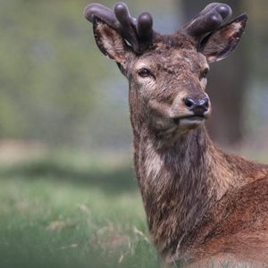 Portrait of deer