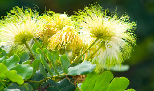 Close-up of yellow flowers