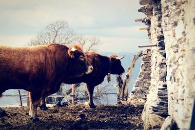 Cows standing on landscape against sky