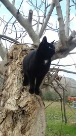 Low angle view of monkey on tree against sky