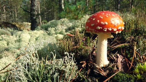 Close-up of fly agaric mushroom in forest