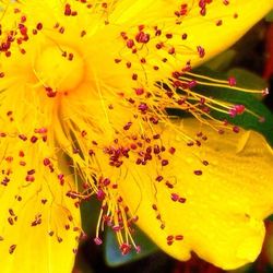 Close-up of yellow flower