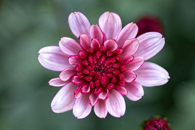 Close-up of pink dahlia flower