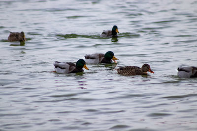 Ducks swimming in lake