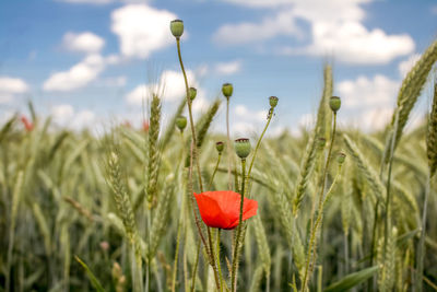 Close-up of poppy blooming in field