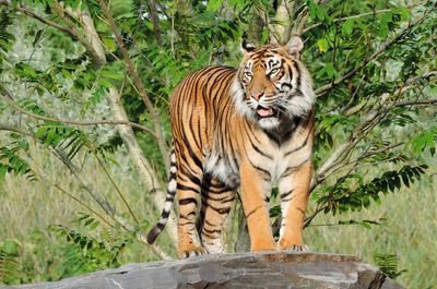 Portrait of tiger in zoo