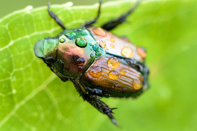 Close-up of insect on leaf