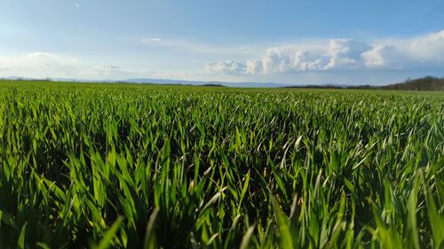 Scenic view of agricultural field against sky