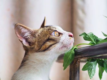 Close-up of a cat looking away