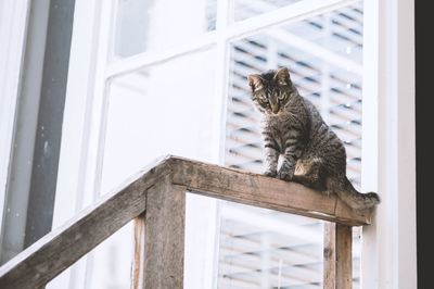 Portrait of a cat sitting on window
