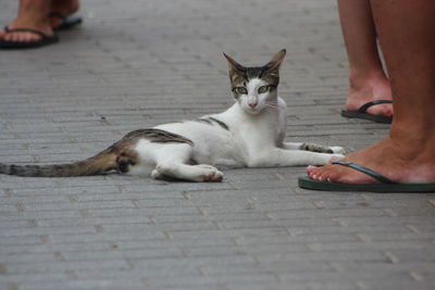 Low section of cat relaxing on footpath