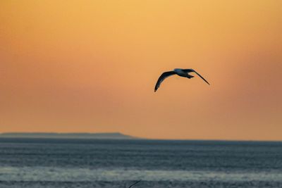 Seagull flying over sea against sky during sunset