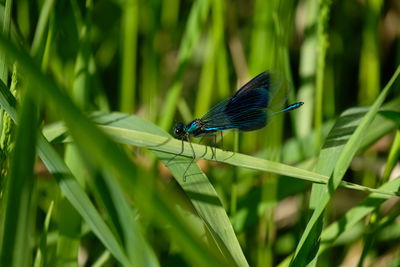Close-up of an insect on grass