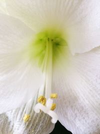 Close-up of white flower