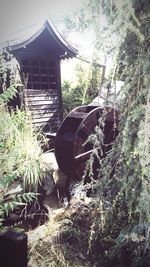 Low angle view of abandoned house by trees in forest