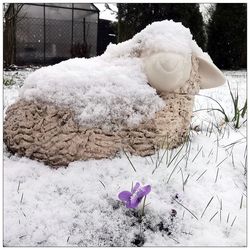 Close-up of frozen plant on snow covered land