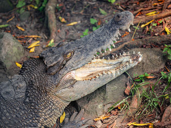 Close-up of crocodile