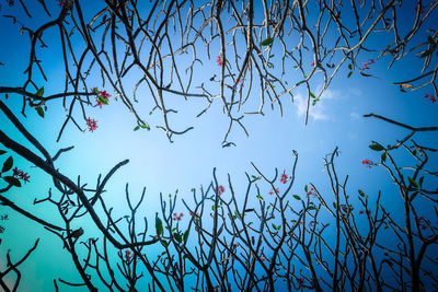 Low angle view of tree against blue sky