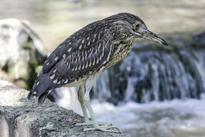 High angle view of gray heron perching on retaining wall