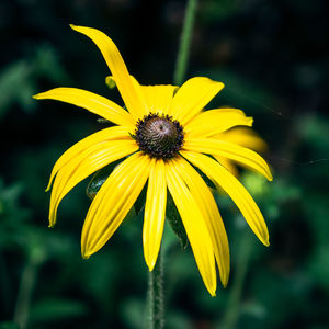 Close-up of yellow daisy flower