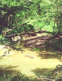 River amidst trees in forest