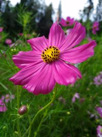 Close-up of pink flower blooming outdoors