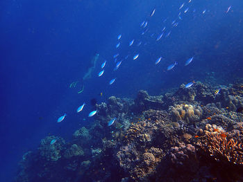 Fish swimming in sea