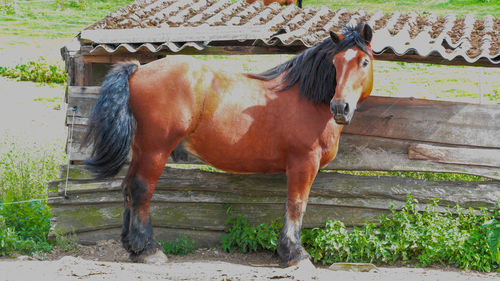 Horse standing on field
