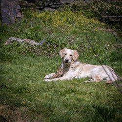 Golden retriever dog at play in snowdonia national park, wales uk