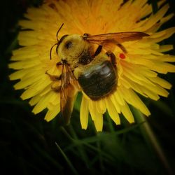 Close-up of bee on sunflower