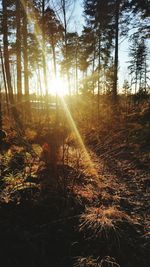 Sun shining through trees