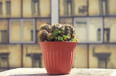 Close-up of potted plant of cactus on table