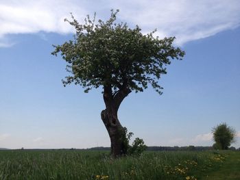 Trees on field against sky