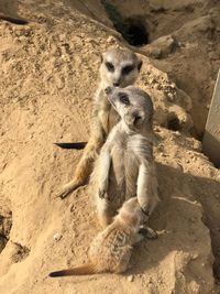 High angle view of lion sitting on sand