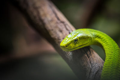 Close-up of lizard on tree