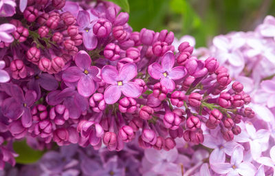 Flieder. syringa, a species of flowering woody plants in the olive family.