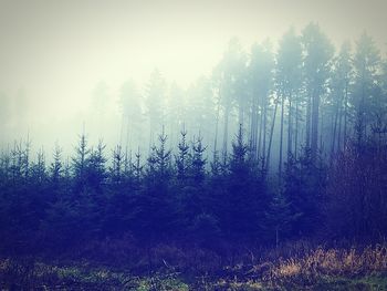 Trees in forest against sky during foggy weather