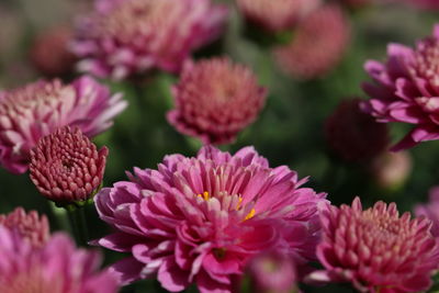 Close-up of pink flowering plants